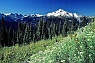 Glacier Peak Panorama with Pearly Everlasting